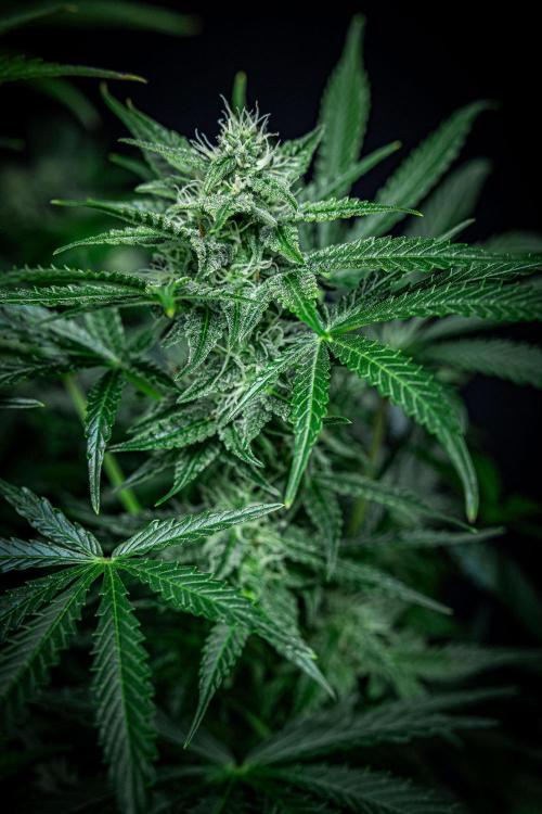 Passion Fruitz Automatic Zamnesia. Week 9 - Day 61