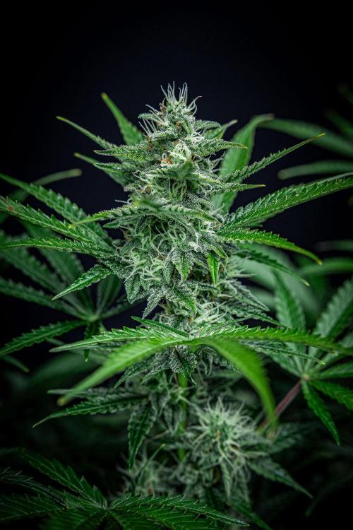 Passion Fruitz Automatic Zamnesia. Week 9 - Day 61