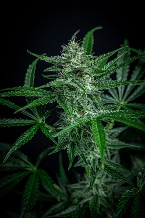 Passion Fruitz Automatic Zamnesia. Week 9 - Day 61