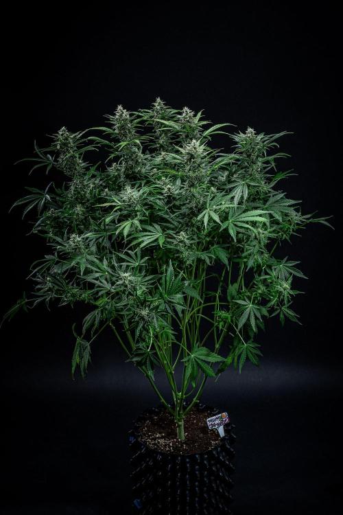 Passion Fruitz Automatic Zamnesia. Week 10 - Day 68