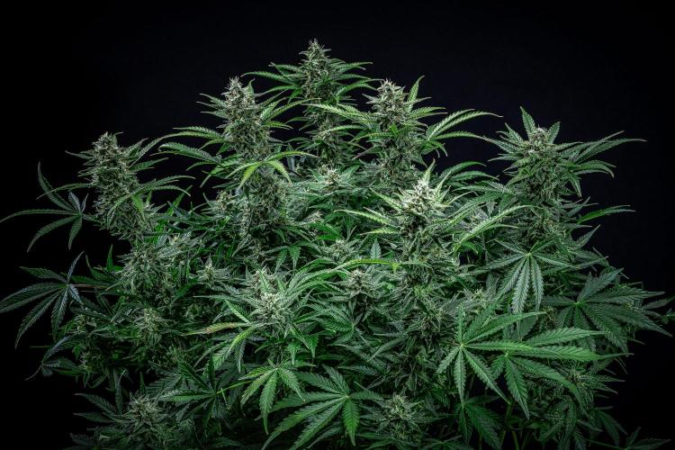 Passion Fruitz Automatic Zamnesia. Week 10 - Day 68