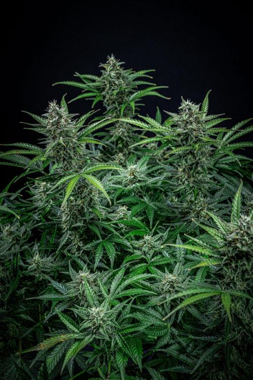 Passion Fruitz Automatic Zamnesia. Week 10 - Day 68