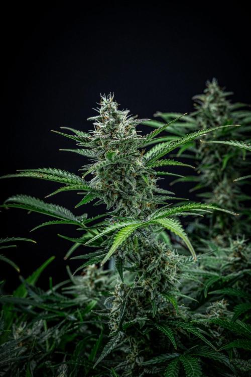 Passion Fruitz Automatic Zamnesia. Week 10 - Day 68