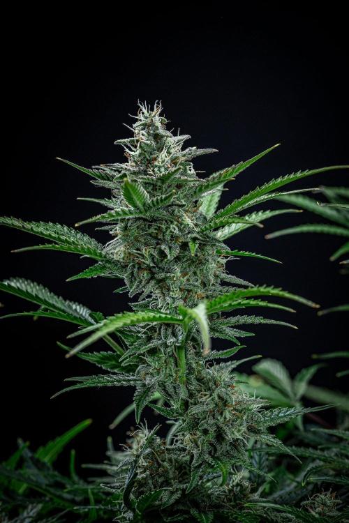 Passion Fruitz Automatic Zamnesia. Week 10 - Day 68