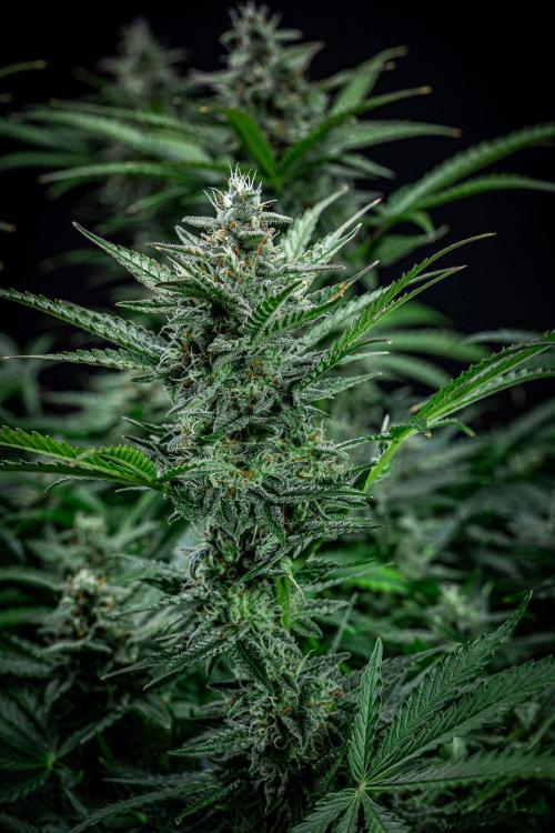 Passion Fruitz Automatic Zamnesia. Week 10 - Day 68