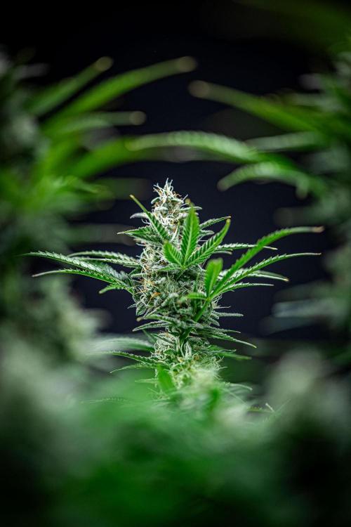 Passion Fruitz Automatic Zamnesia. Week 10 - Day 68