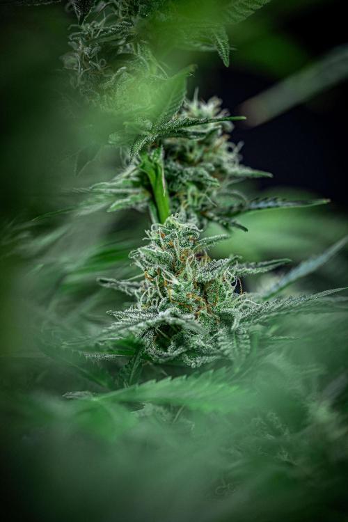 Passion Fruitz Automatic Zamnesia. Week 10 - Day 68