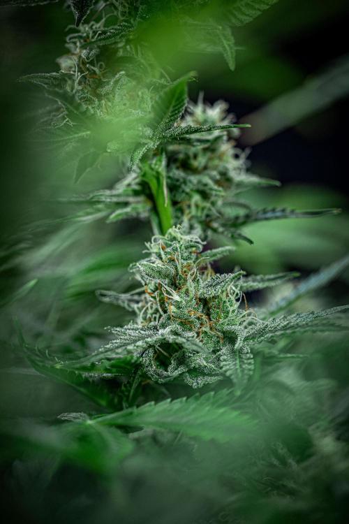 Passion Fruitz Automatic Zamnesia. Week 10 - Day 68