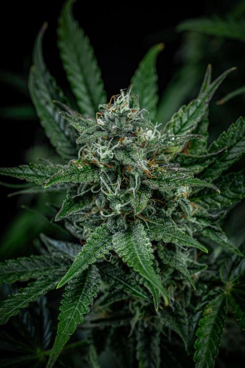 Passion Fruitz Automatic Zamnesia. Week 10 - Day 68