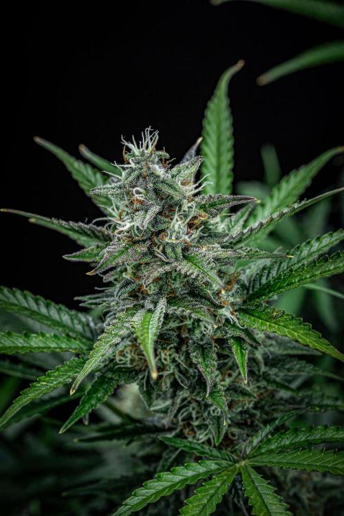 Passion Fruitz Automatic Zamnesia. Week 10 - Day 68