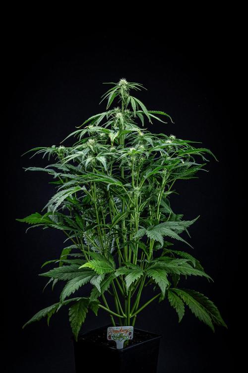 Strawberry Zkittlez Auto Ganja Farmer. Week 7 - Day 48