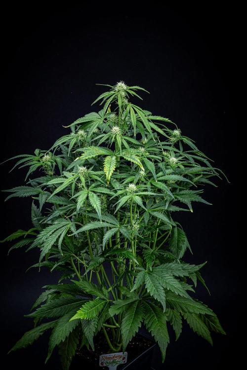 Strawberry Zkittlez Auto Ganja Farmer. Week 7 - Day 48