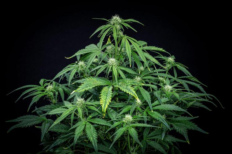 Strawberry Zkittlez Auto Ganja Farmer. Week 7 - Day 48