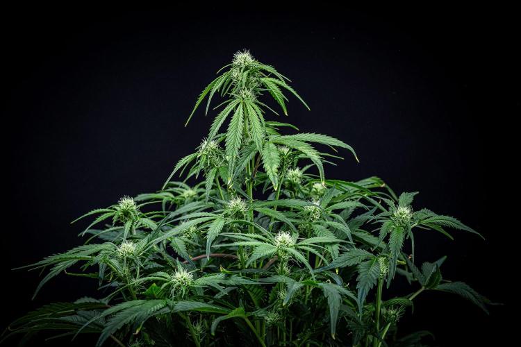 Strawberry Zkittlez Auto Ganja Farmer. Week 7 - Day 48