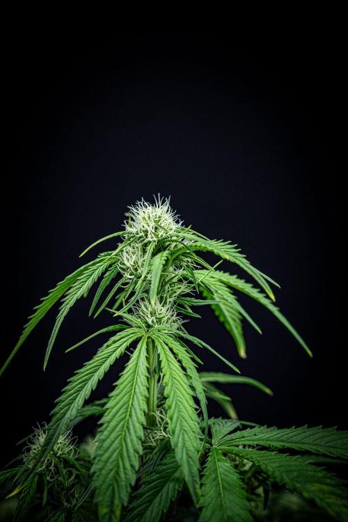 Strawberry Zkittlez Auto Ganja Farmer. Week 7 - Day 48