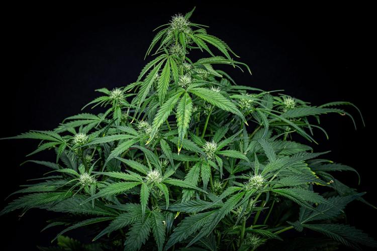 Strawberry Zkittlez Auto Ganja Farmer. Week 7 - Day 48