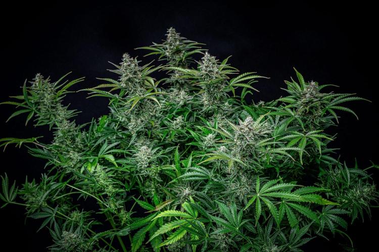 Passion Fruitz Automatic Zamnesia. Week 11 - Day 75