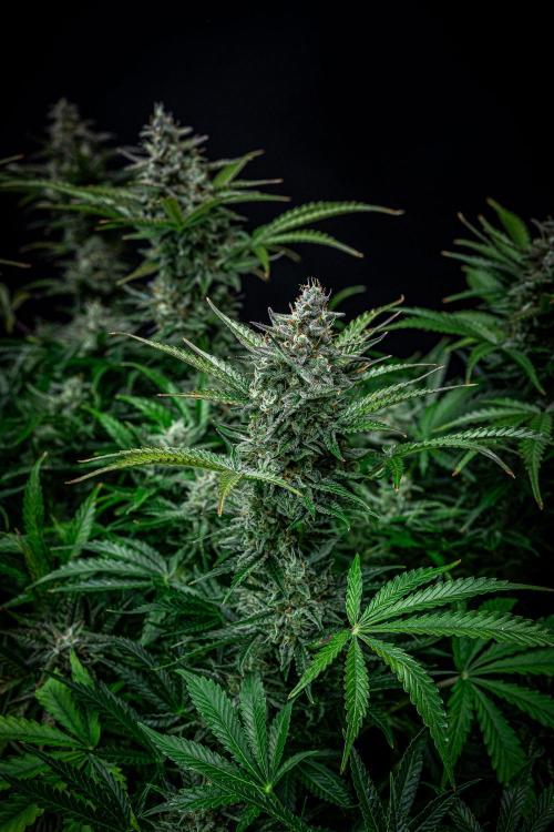 Passion Fruitz Automatic Zamnesia. Week 11 - Day 75