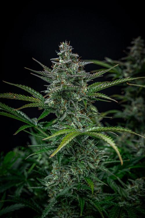 Passion Fruitz Automatic Zamnesia. Week 11 - Day 75