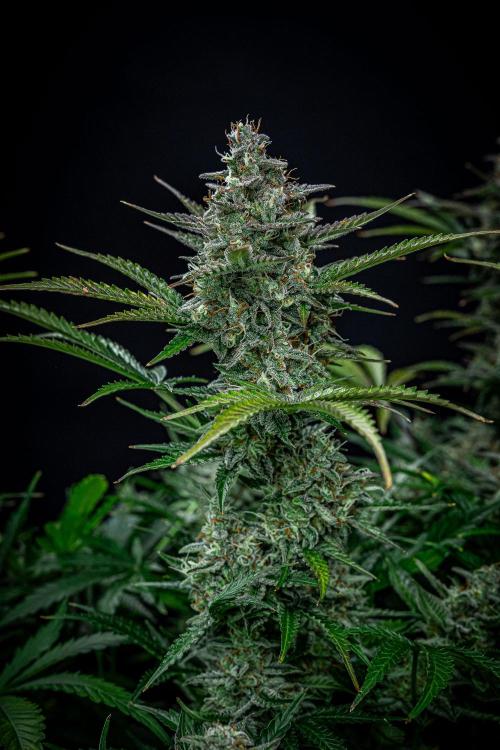 Passion Fruitz Automatic Zamnesia. Week 11 - Day 75