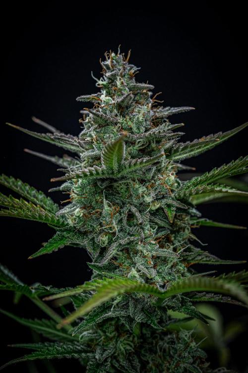 Passion Fruitz Automatic Zamnesia. Week 11 - Day 75