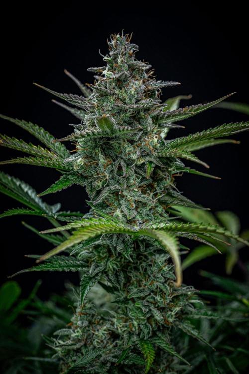 Passion Fruitz Automatic Zamnesia. Week 11 - Day 75