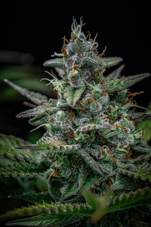 Passion Fruitz Automatic Zamnesia. Week 11 - Day 75