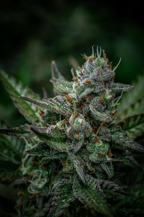 Passion Fruitz Automatic Zamnesia. Week 11 - Day 75