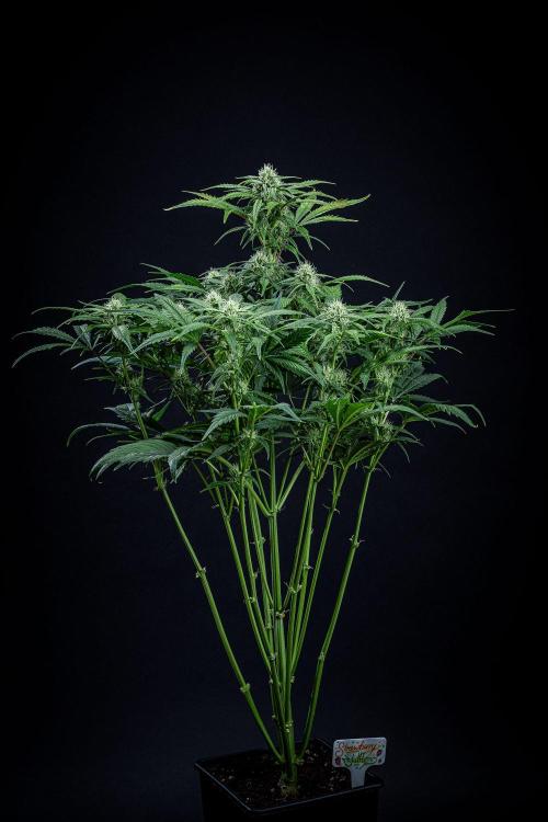 Strawberry Zkittlez Auto Ganja Farmer. Week 8 - Day 54