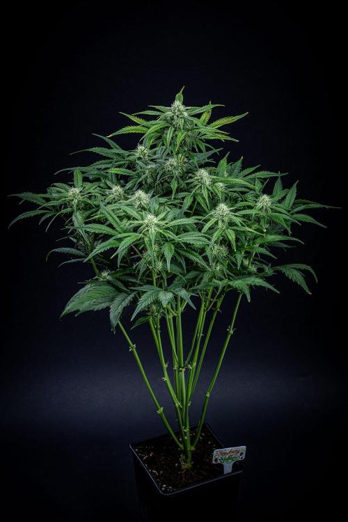 Strawberry Zkittlez Auto Ganja Farmer. Week 8 - Day 54