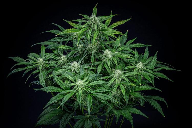 Strawberry Zkittlez Auto Ganja Farmer. Week 8 - Day 54