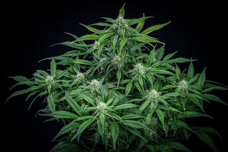 Strawberry Zkittlez Auto Ganja Farmer. Week 8 - Day 54