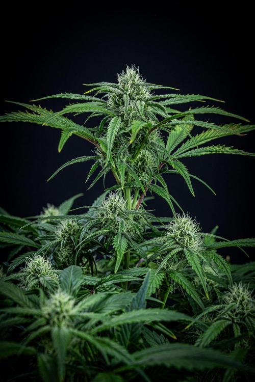 Strawberry Zkittlez Auto Ganja Farmer. Week 8 - Day 54