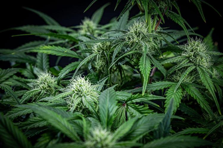 Strawberry Zkittlez Auto Ganja Farmer. Week 8 - Day 54