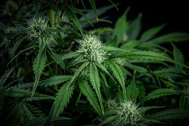 Strawberry Zkittlez Auto Ganja Farmer. Week 8 - Day 54