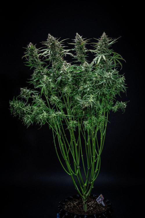 Passion Fruitz Automatic Zamnesia. Week 12 - Day 81