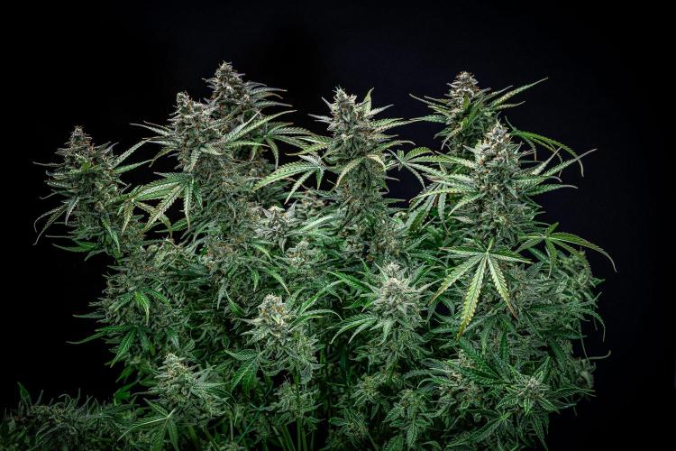 Passion Fruitz Automatic Zamnesia. Week 12 - Day 81