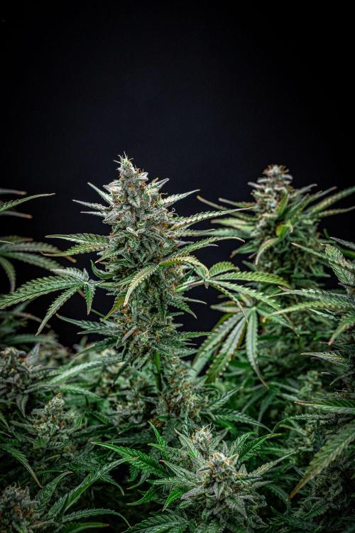 Passion Fruitz Automatic Zamnesia. Week 12 - Day 81