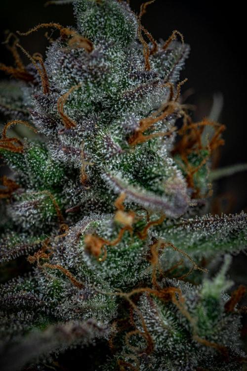 Passion Fruitz Automatic Zamnesia. Week 12 - Day 81