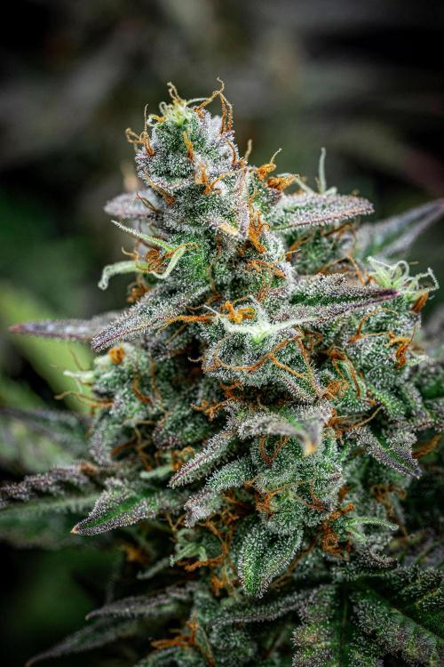 Passion Fruitz Automatic Zamnesia. Week 12 - Day 81