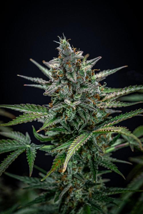 Passion Fruitz Automatic Zamnesia. Week 12 - Day 81