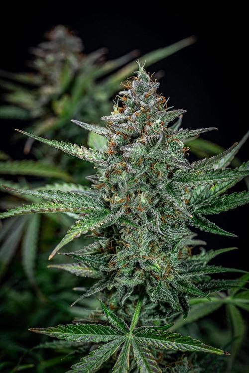 Passion Fruitz Automatic Zamnesia. Week 12 - Day 81