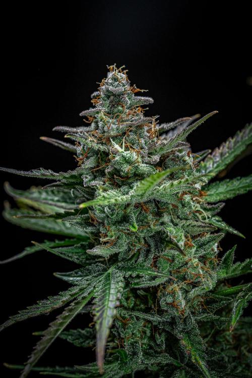 Passion Fruitz Automatic Zamnesia. Week 12 - Day 81