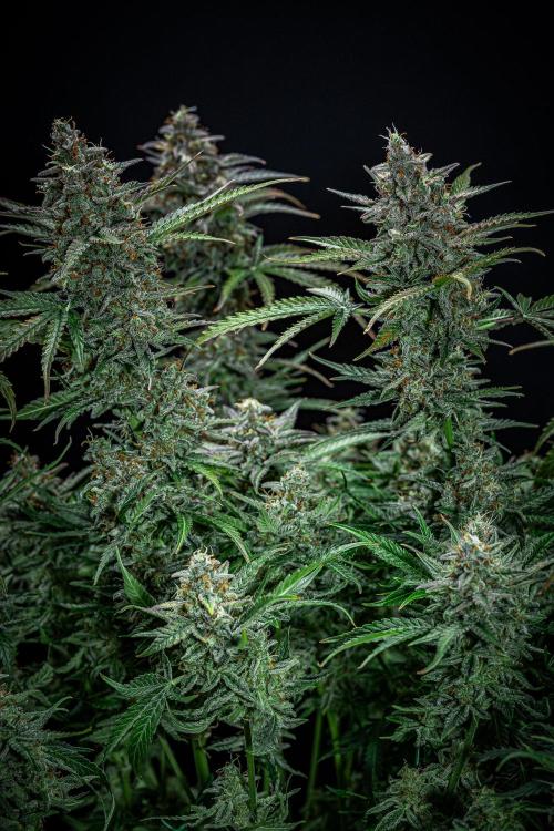 Passion Fruitz Automatic Zamnesia. Week 12 - Day 81