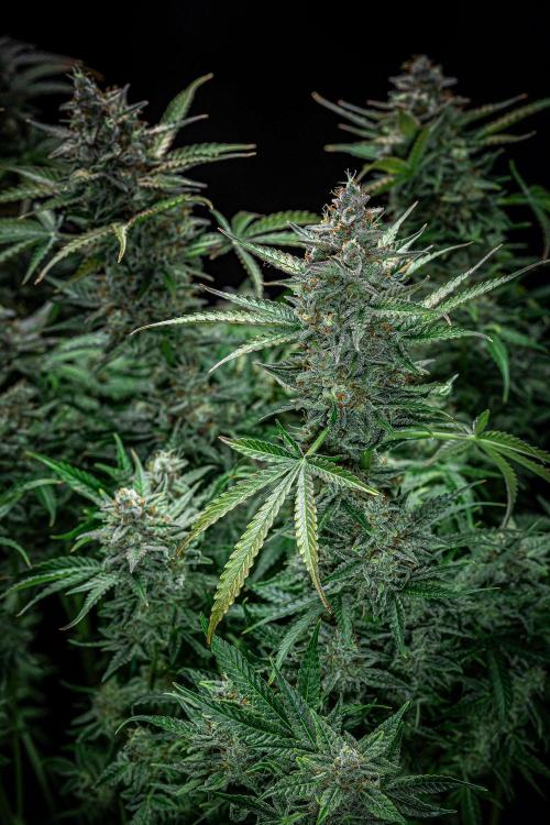 Passion Fruitz Automatic Zamnesia. Week 12 - Day 81