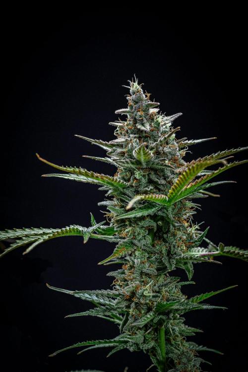 Passion Fruitz Automatic Zamnesia. Week 12 - Day 81