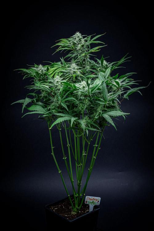 Strawberry Zkittlez Auto Ganja Farmer. Week 9 - Day 61