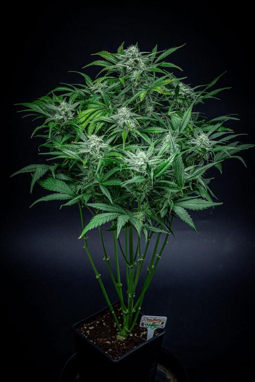 Strawberry Zkittlez Auto Ganja Farmer. Week 9 - Day 61
