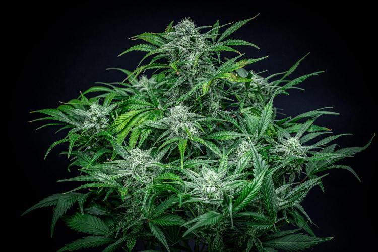 Strawberry Zkittlez Auto Ganja Farmer. Week 9 - Day 61