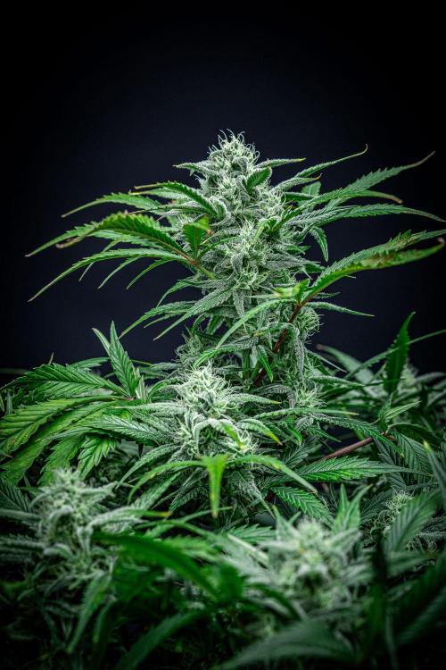 Strawberry Zkittlez Auto Ganja Farmer. Week 9 - Day 61